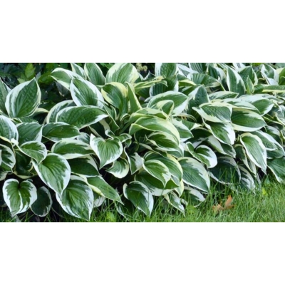 Funkia 'Antioch' Hosta